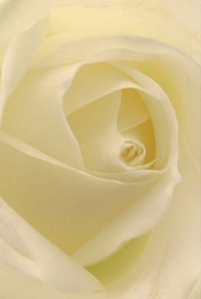To gaze upon this beautifully arranged white rose bouquet from a Colney Hatch florist is to enter a realm of soft layering and serene sophistication. The creamy tones of each petal blend seamlessly, their form lit from within as if the morning sun were shining through the very essence of the flower. Spiraled with near-perfect symmetry, each rose suggests purity and resilience, the kind of quiet strength so often found in the close-knit streets and green corners of Colney Hatch. Subtle nuances of light and shadow trace the folds, revealing the artistry that local florists pour into their work. There's a gentle, clean fragrance that hangs imaginatively in the air, evoking fresh starts, romantic gestures, or gracious apologies. This bouquet stands as an ideal centrepiece for weddings near Friern Barnet or for private, heartfelt moments at home. The overall impression is one of tranquil beauty-every petal a testament to nature's wisdom and the practiced hands of Flower Delivery Colney Hatch, delivering floral moments that resonate with sincerity.